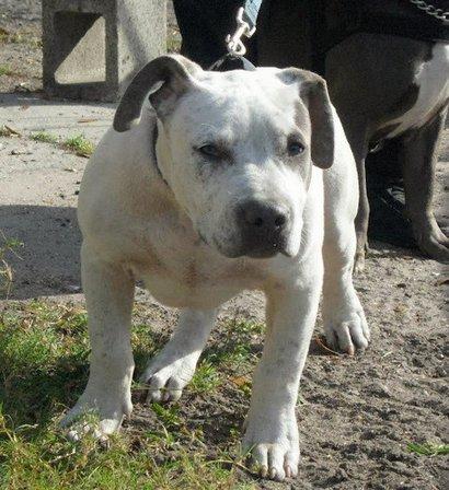 Natural Born Bully Kennels