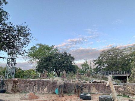 Elephant Habitat