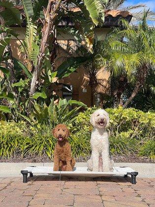 All Dogs Unleashed Dog Training Tampa