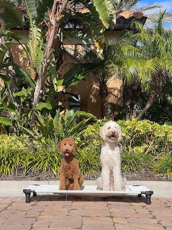 All Dogs Unleashed Dog Training Tampa