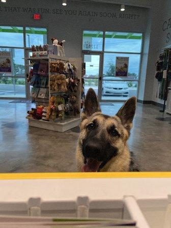 PetSuites Carrollwood
