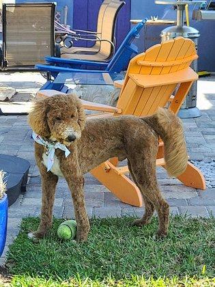 Reef Dog Gifts & Grooming