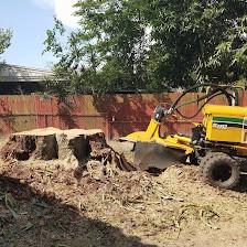 Stumps and Roots