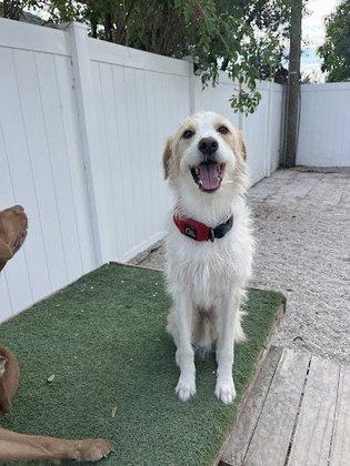 Pinellas Pups LLC