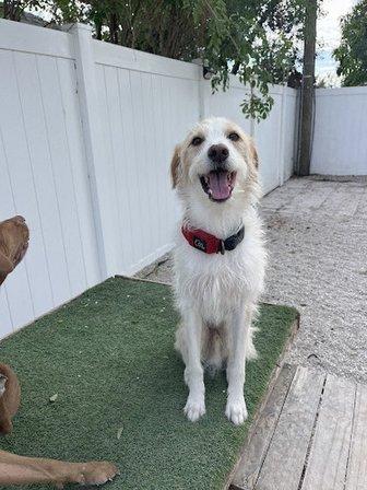 Pinellas Pups LLC