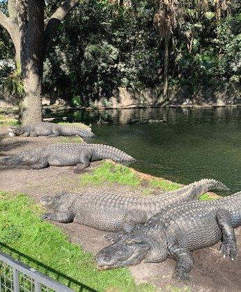 Alligator Habitat
