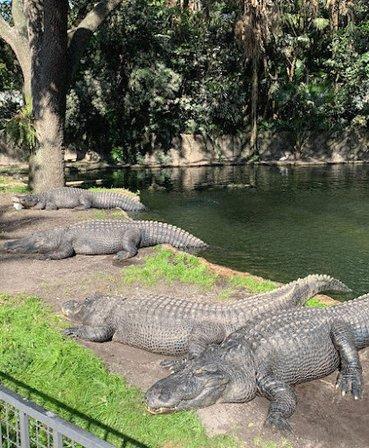 Alligator Habitat