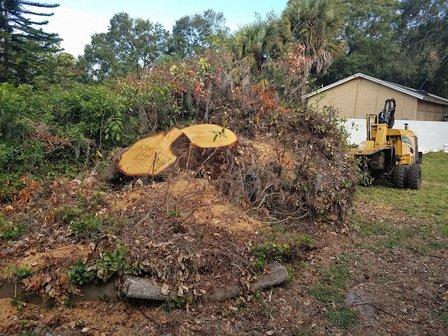 Stumps and Roots