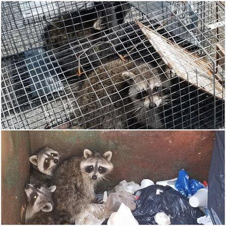 All Pro Wildlife, LLC