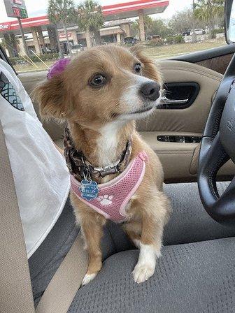 Doggy Day Trips Spa & Boutique