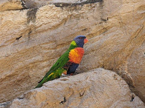 Lory Landing