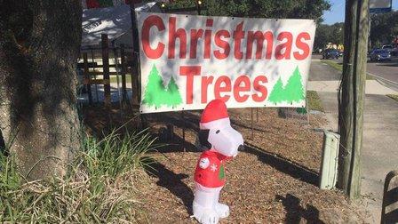 Christmas tree Market of Forest Hills