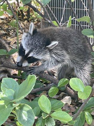 Owl's Nest Sanctuary For Wildlife