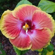 Abundant Gardens