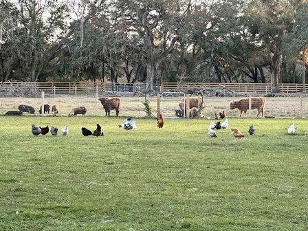 Lithia Springs Farm