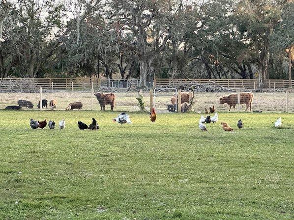 Lithia Springs Farm