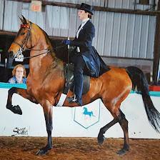 Suncoast Stables & Riding Academy