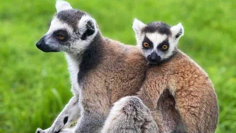 Chase Sanctuary and Wildlife Conservancy, 501-C(3)