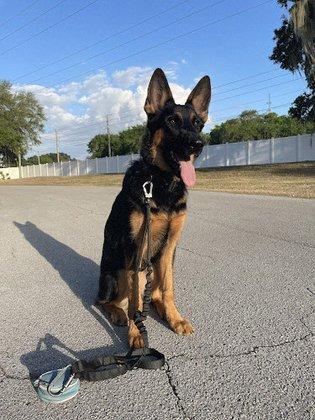 Tails of Success Dog Training