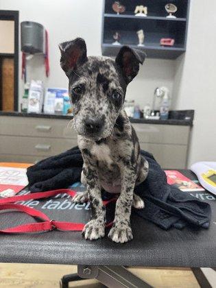 Pet Urgent Care of Wesley Chapel