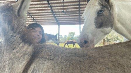 Horse Force