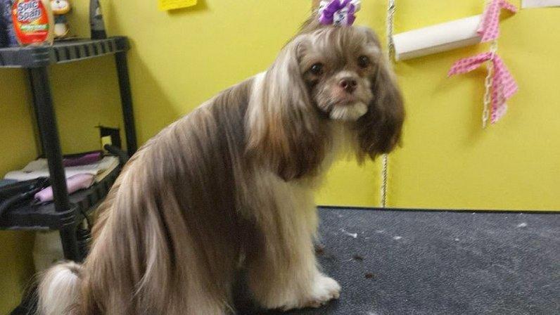 Colleens Pet Grooming