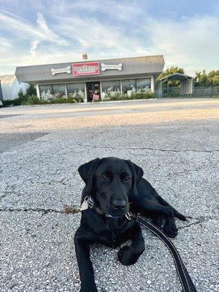 Dogsense Obedience, Inc.