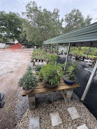 Vago's Bonsai Nursery
