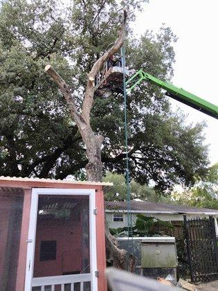Signature Tree & Home