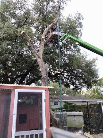 Signature Tree & Home