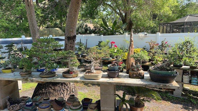 Thunderstruck Bonsai