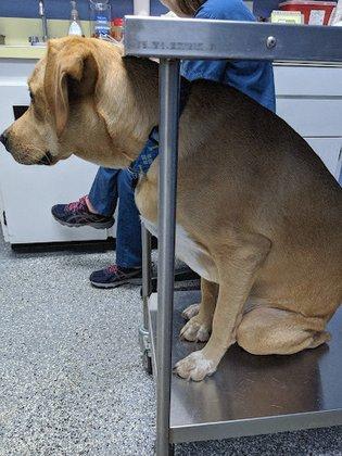 Baycrest Veterinary Hospital