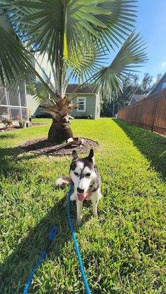 Elite Paws Training