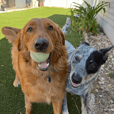 Paws and Love Dog Services