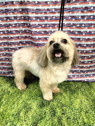 Cute Cuts Pet Grooming