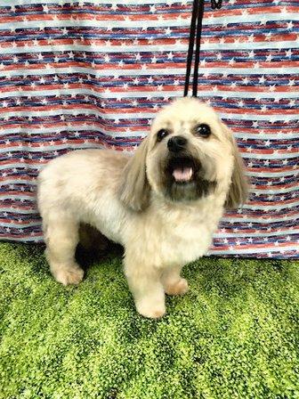 Cute Cuts Pet Grooming