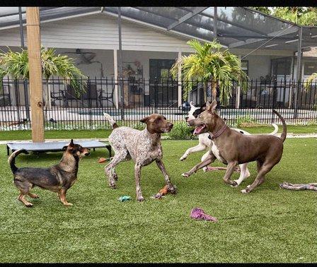 Paws and Love Dog Services