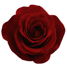 Tampa Florist