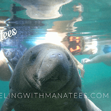 Snorkeling With Manatees