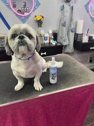 Pawlor House Dog Grooming & Pet Boutique