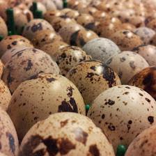 Stellar Game Birds, Poultry, Waterfowl LLC