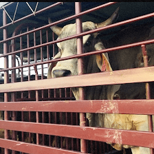 Florida Livestock Hauling and Management LLC