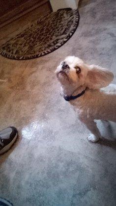 Lake Gibson Pet Grooming