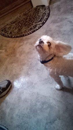 Lake Gibson Pet Grooming
