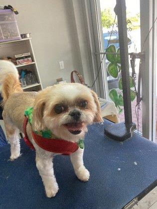 Bark Mobile Dog Grooming