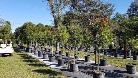 Plant City Tree Farm