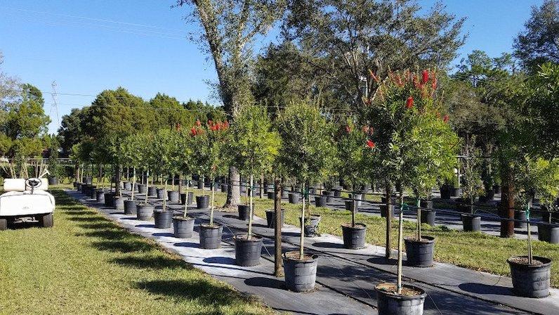 Plant City Tree Farm
