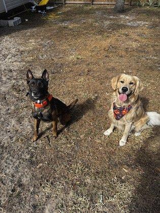 Kyser K9 Dog Training