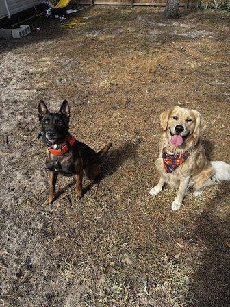 Kyser K9 Dog Training