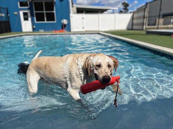 The Dog Wizard Tampa